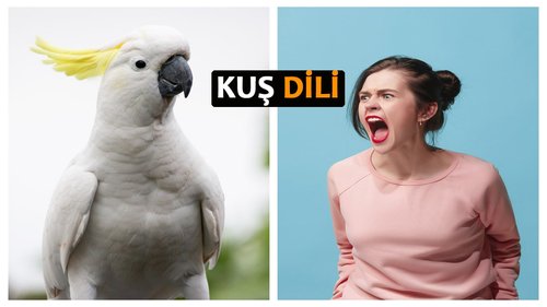 Kuş Dili - Gülhan