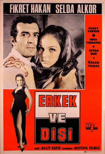 Erkek Ve Dişi