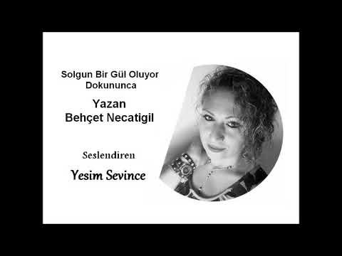 A Pale Yellow Rose (Solgun Bir Sarı Gül)